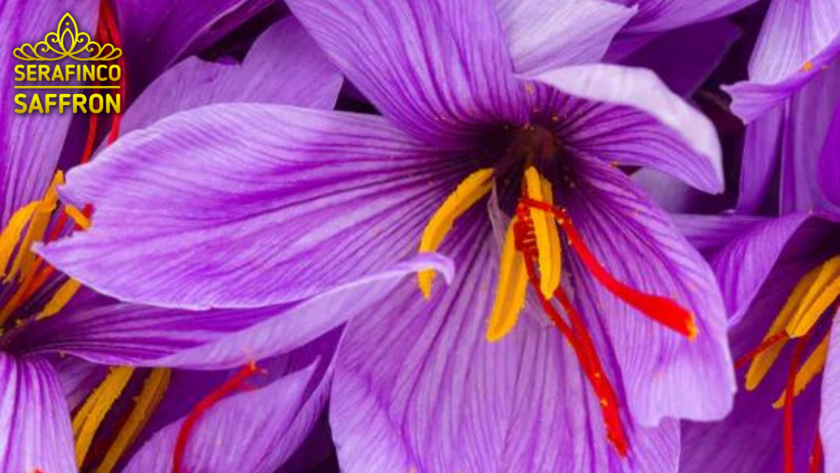 SERAFINCO SAFFRON-Persian premium saffron from Iran